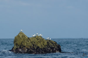 faune des rochers de l'archipele de Molène