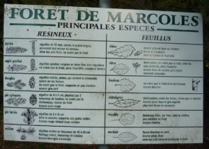 guide des plantes de la forêt de Marcoles